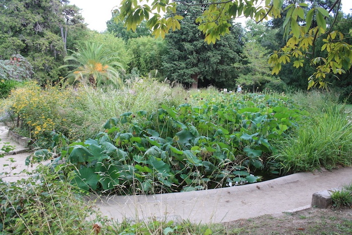 Bassin du Jardin des Plantes de Montpellier @Vincent Jourdain